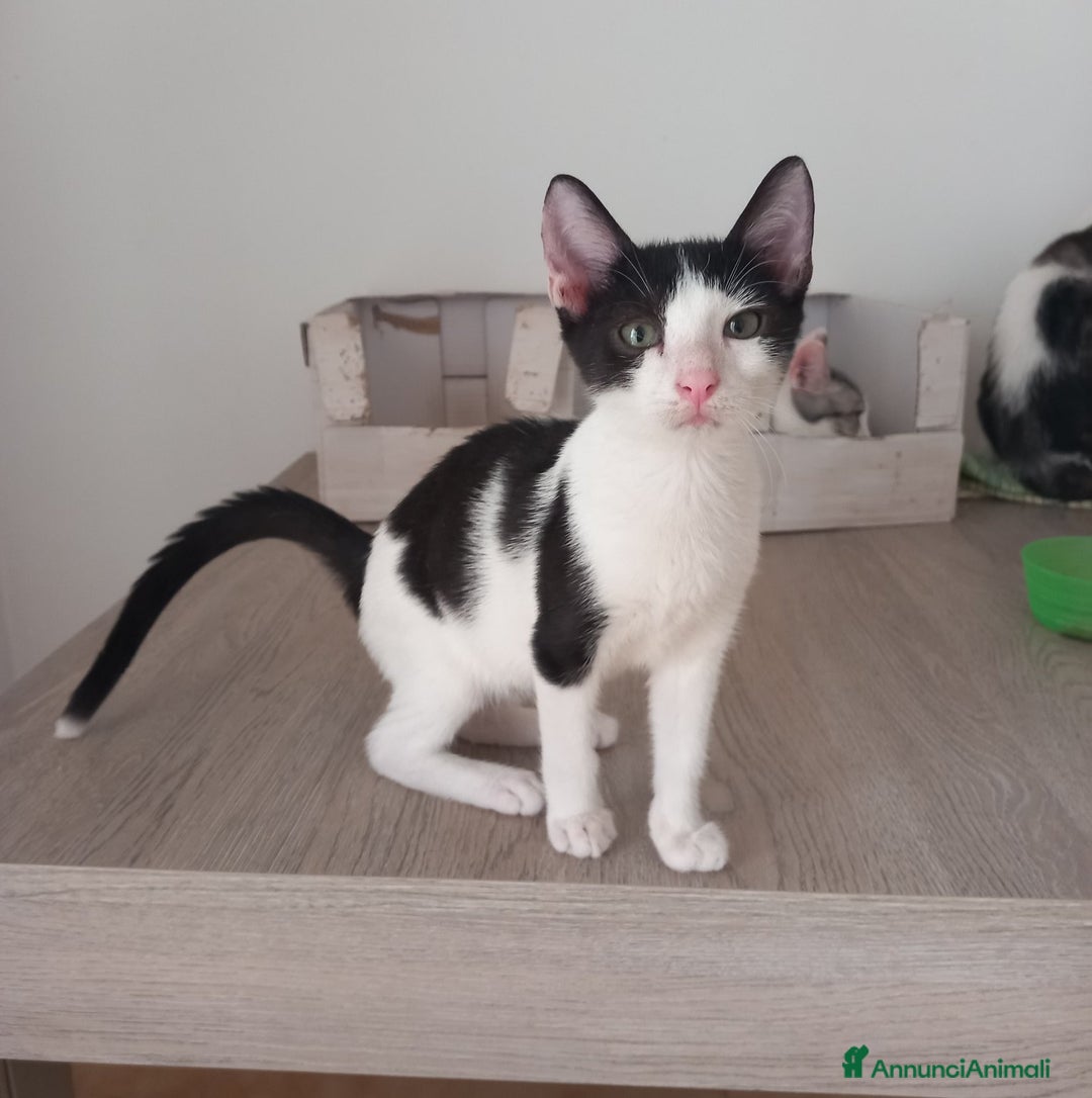 Europeo gatti in regalo: LUPIN, tenero gattino in adozione! - Annuncio 3