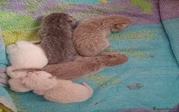 Scottish gatti in vendita: Scottish blu pointer straight  a Provincia di Gorizia - Immagine 5