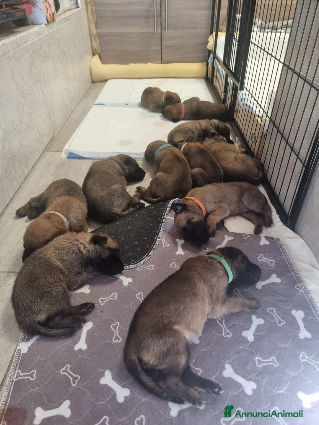 Pastore Belga cani in vendita: Prenotazione  a Città Metropolitana di Bologna - Annuncio 4