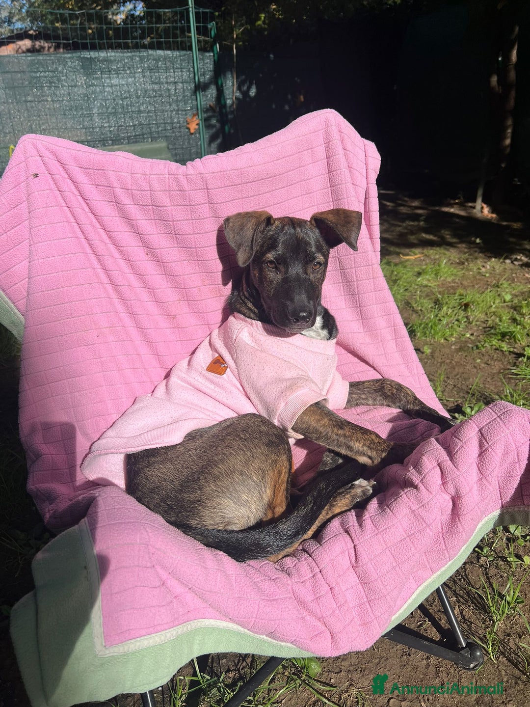 Altre razze cani in regalo: poky  - Annuncio 2