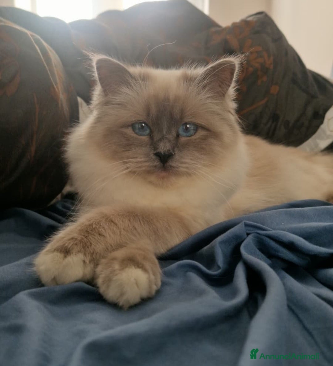 Sacro di Birmania gatti Disponibili gattini Sacro di Birmania - Annuncio 7
