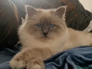 Sacro di Birmania gatti Disponibili gattini Sacro di Birmania - Annuncio 7