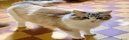 Ragdoll gatti in vendita: cucciolo di ragdoll - Annuncio 6