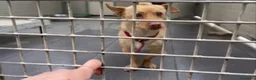 Meticcio cani in regalo: Ernesto: dolce monello taglia piccola  - Annuncio 9