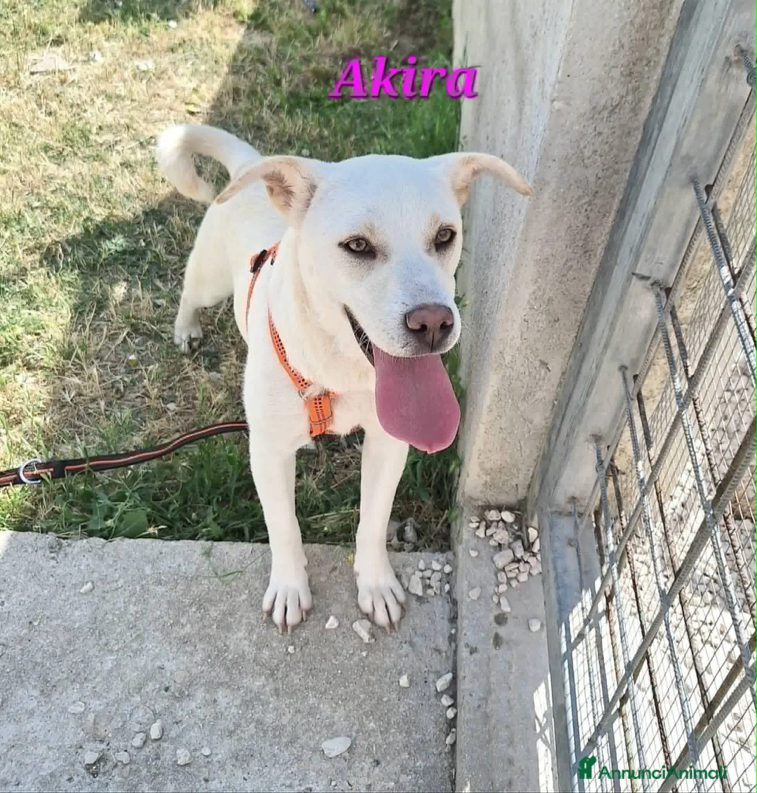 Meticcio cani in regalo: Akira in adozione - Annuncio 2