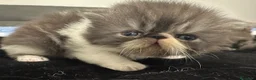 Persiano gatti in vendita: Cuccioli persiani - Annuncio 5