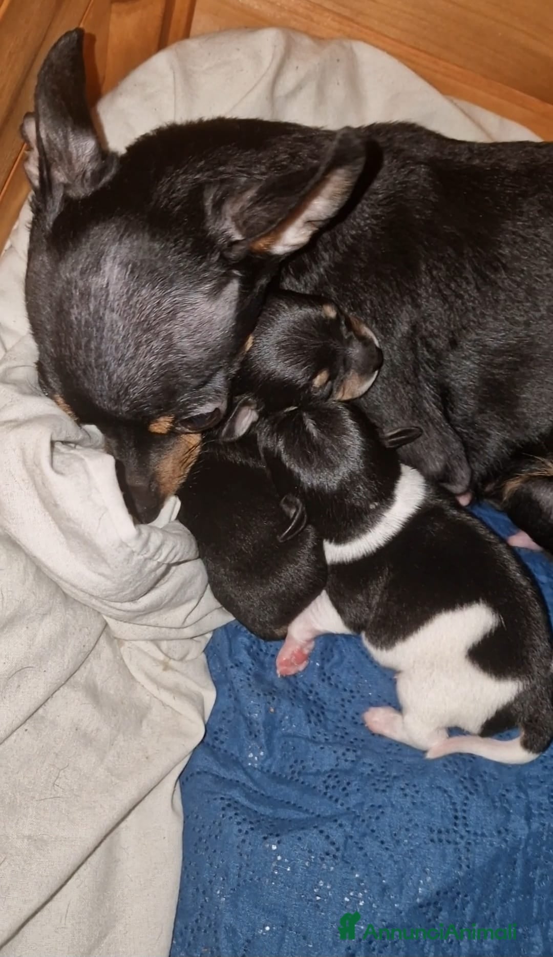 Meticcio cani Cuccioli maschietti di ChiPin disponibili a Provincia di Modena - Annuncio 1