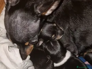 Meticcio cani Cuccioli maschietti di ChiPin disponibili a Provincia di Modena - Annuncio 16