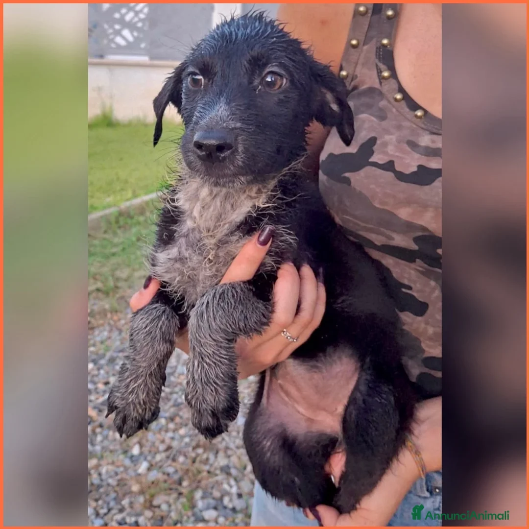 Meticcio cani in regalo: CORNELIA 🩷 una vita intera da condividere! a Provincia di Vicenza - Annuncio 3