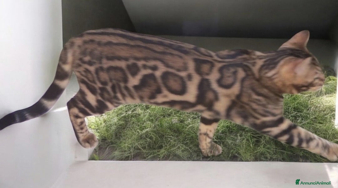 Bengala gatti in vendita: Gatto del Bengala  - Annuncio 3