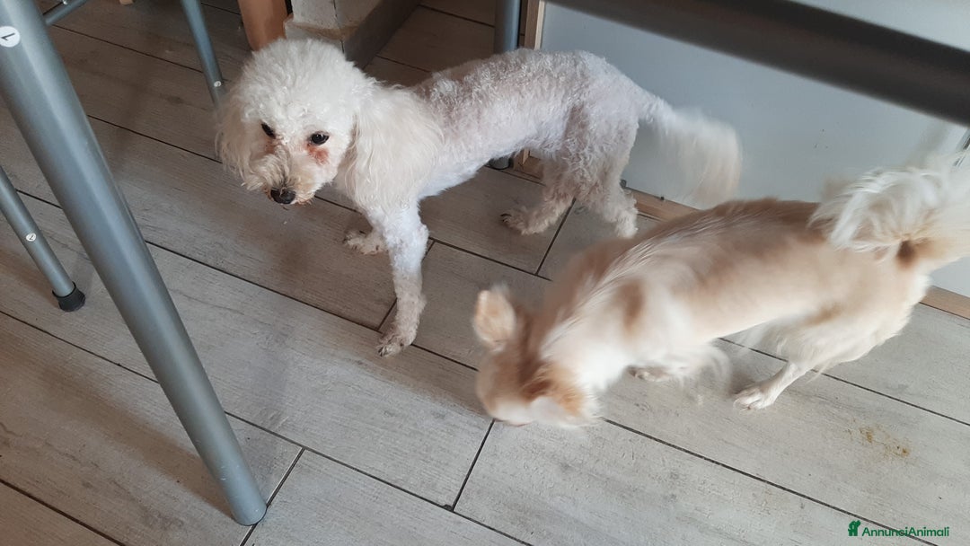 Barboncino Toy cani in vendita: 2 maschietti barboncino toy - Annuncio 7