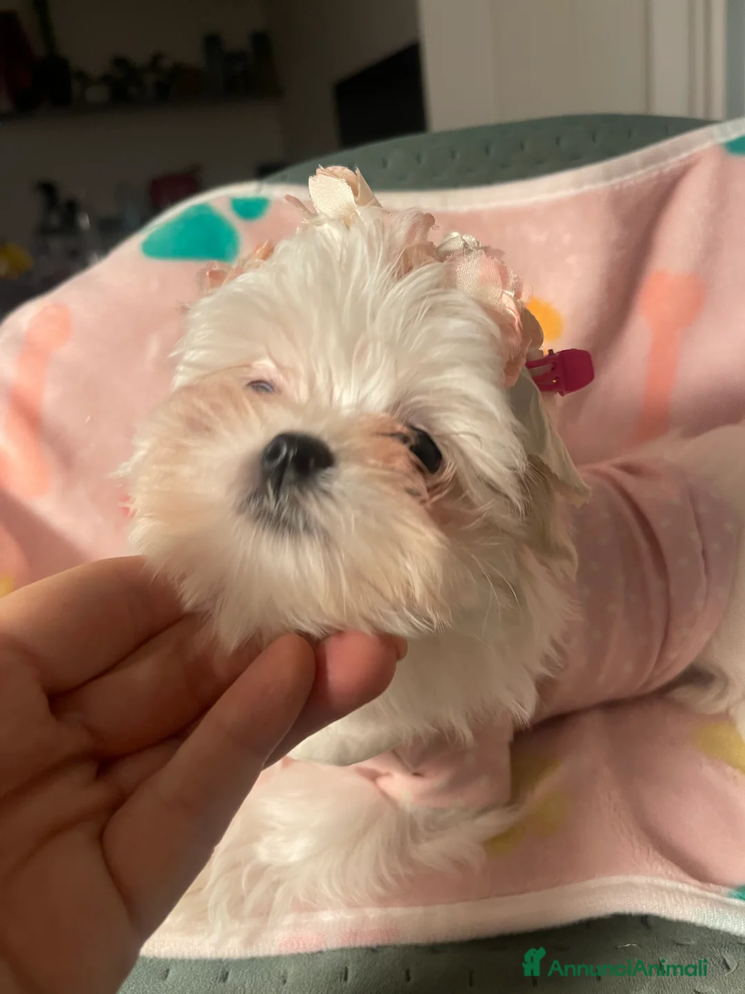 Maltese cani in vendita: Dolcissima cucciola di razza Maltese - Annuncio 3