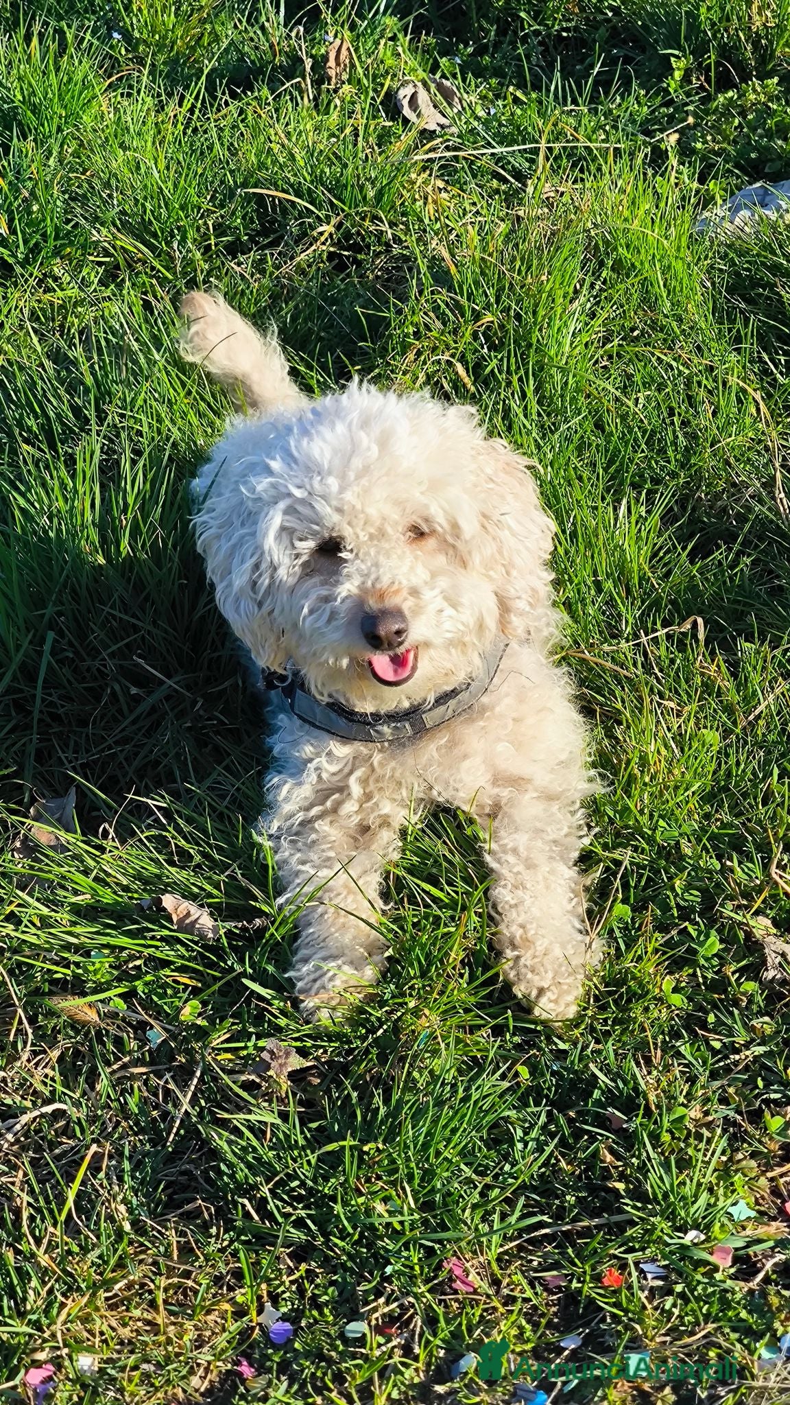Barboncino cani Barboncina cerca fidanzato - Annuncio 1