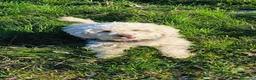 Barboncino cani per accoppiamento: Barboncina cerca fidanzato - Annuncio 1