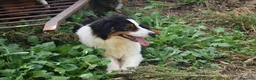 Australian Shepherd cani in vendita: cucciolotti pastore australiano - australian  - Annuncio 3