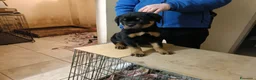 Rottweiler cani in vendita: Cucciolo Rott. - Annuncio 4