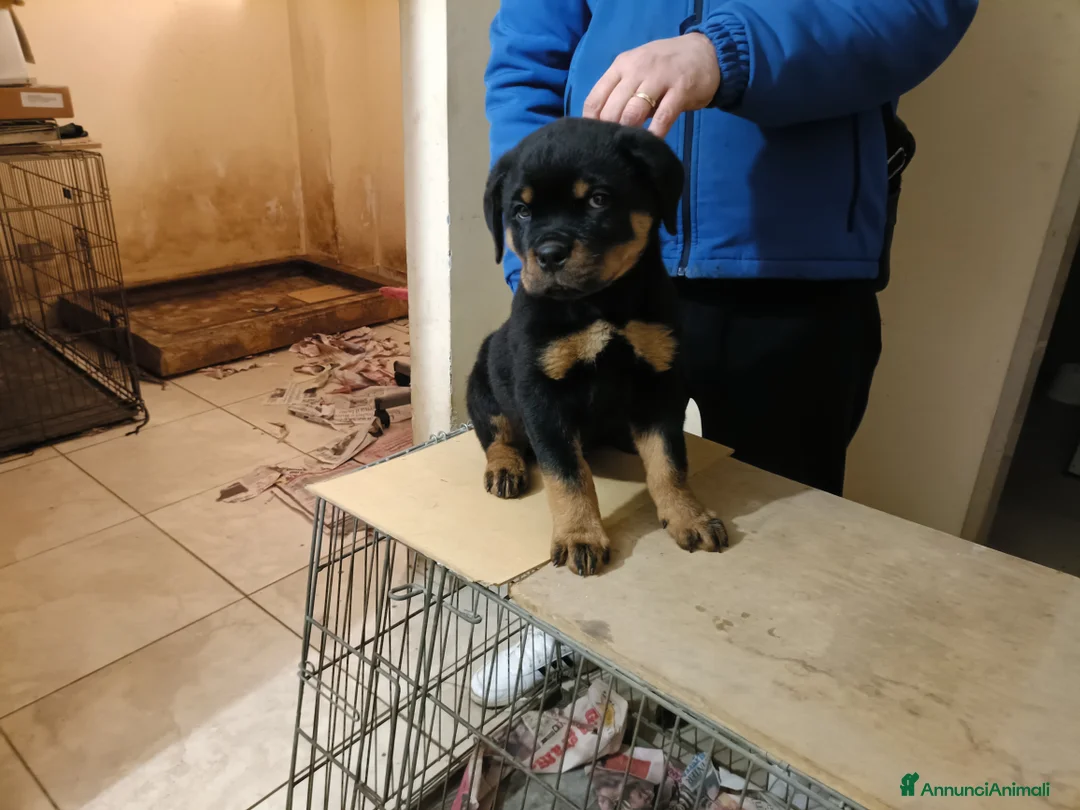 Rottweiler cani in vendita: Cucciolo Rott. - Annuncio 4