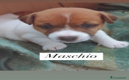 Jack Russell cani in vendita: Cedesi cuccioli di Jack Russell Terrier  a Città Metropolitana di Torino - Immagine 3