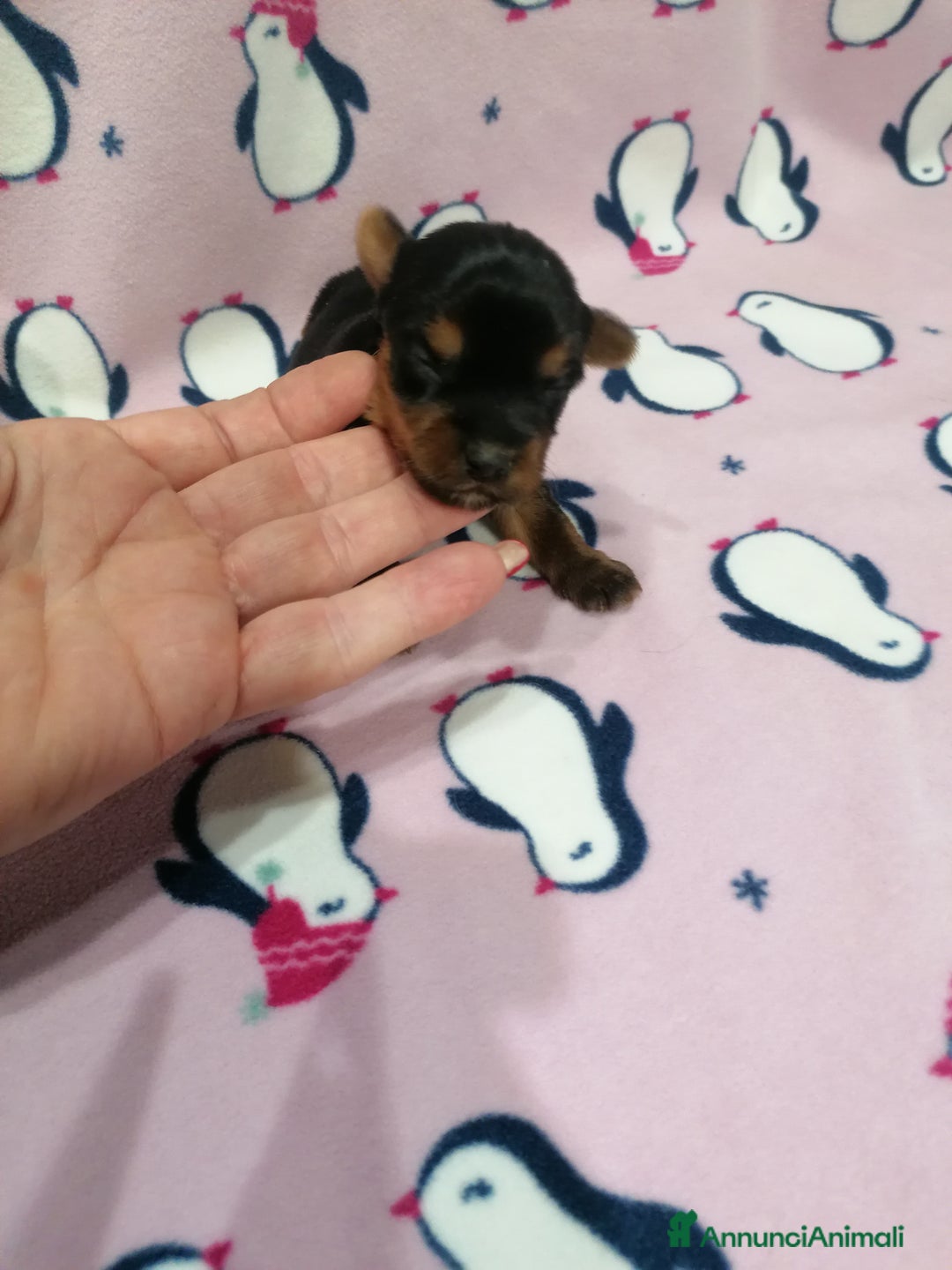 Yorkshire cani in vendita: Yorkshire Terrier cuccioli - Annuncio 5