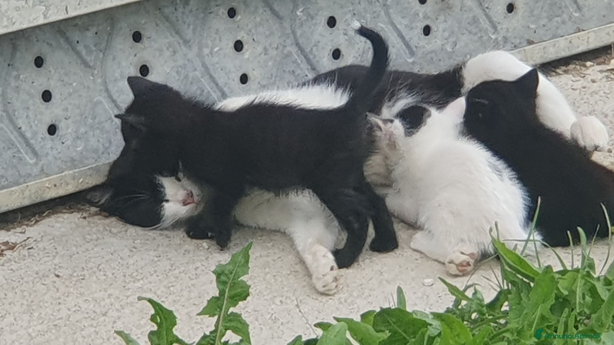 Meticcio gatti Regalo cuccioli di gatto - Annuncio 6