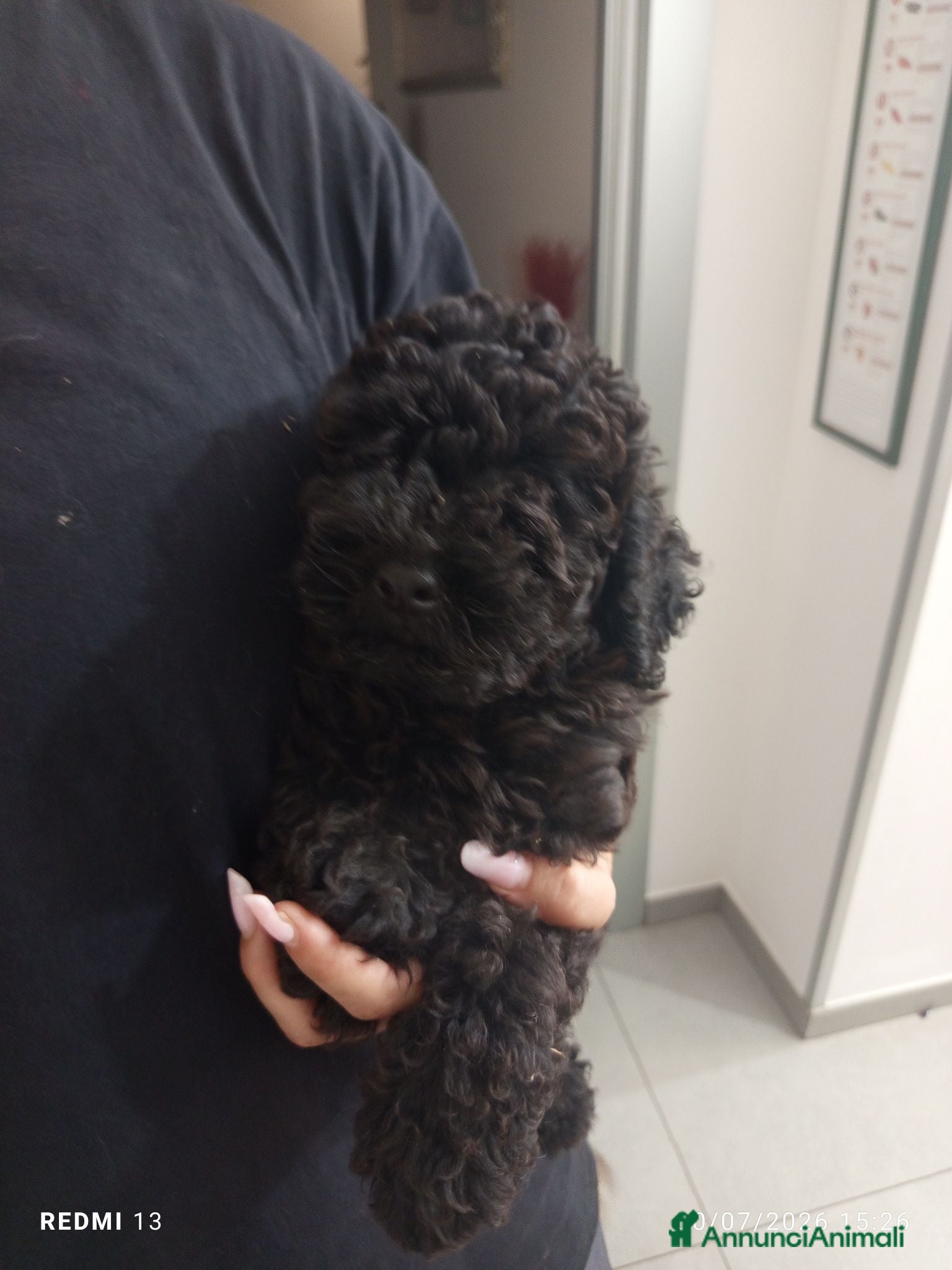 Barboncino cani Barboncino nano nero  - Annuncio 7