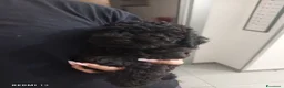Barboncino cani in vendita: Barboncino nano nero  - Annuncio 1