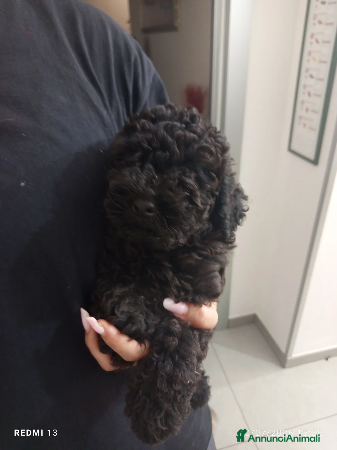 Barboncino cani in vendita: Barboncino nano nero  - Annuncio 1