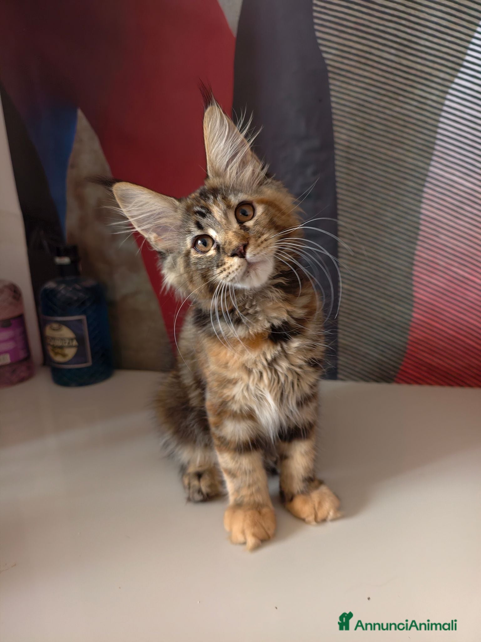 Maine Coon gatti Cucciola Maine Coon  - Annuncio 7