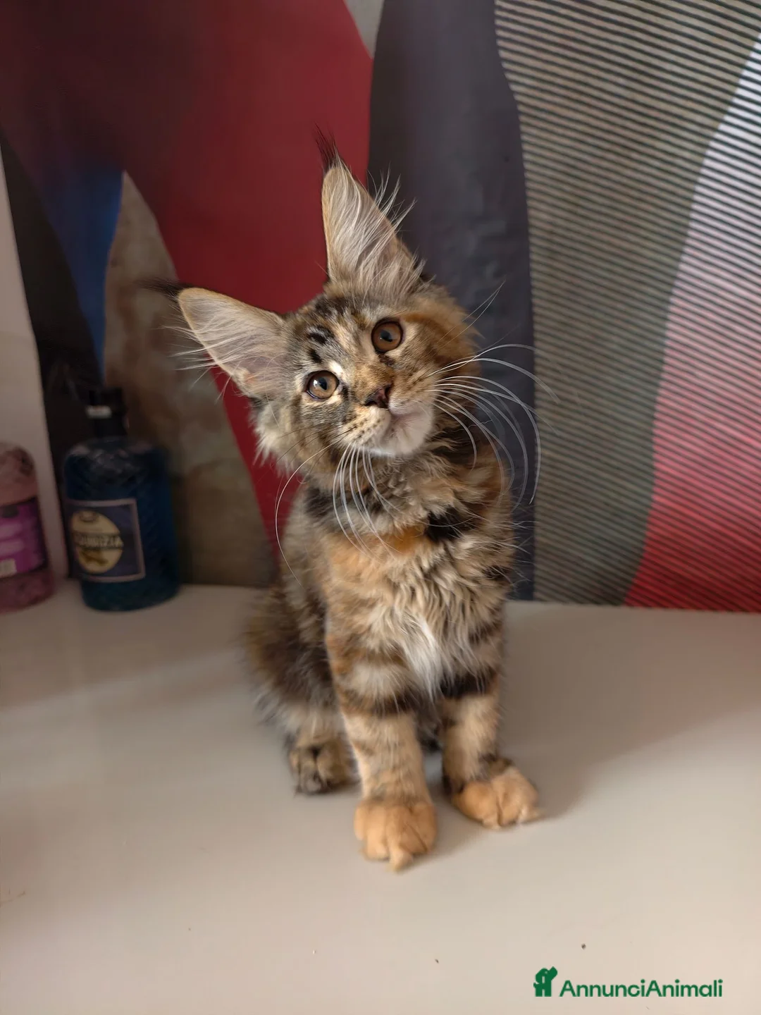 Maine Coon gatti in vendita: Cucciola Maine Coon  - Annuncio 1