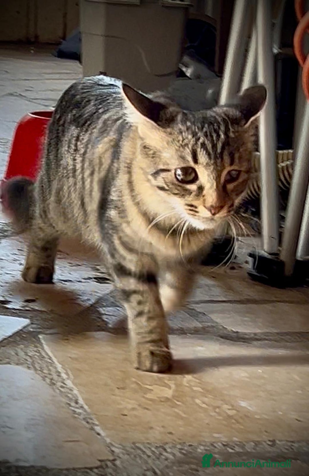 Norvegese gatti in regalo: Gattina incrocio norvegese delle foreste - Annuncio 2