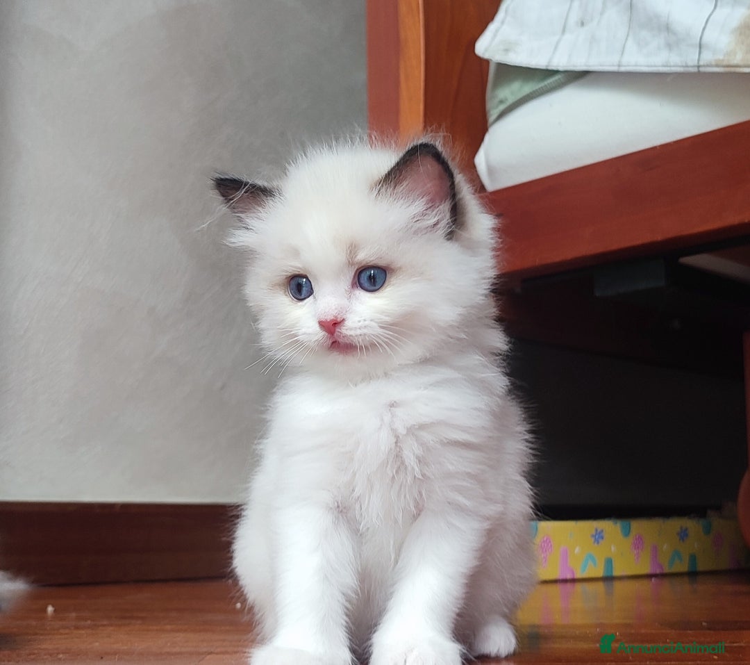 Ragdoll gatti in vendita: Cucciolo ragdoll  a Città metropolitana di Milano - Immagine 8