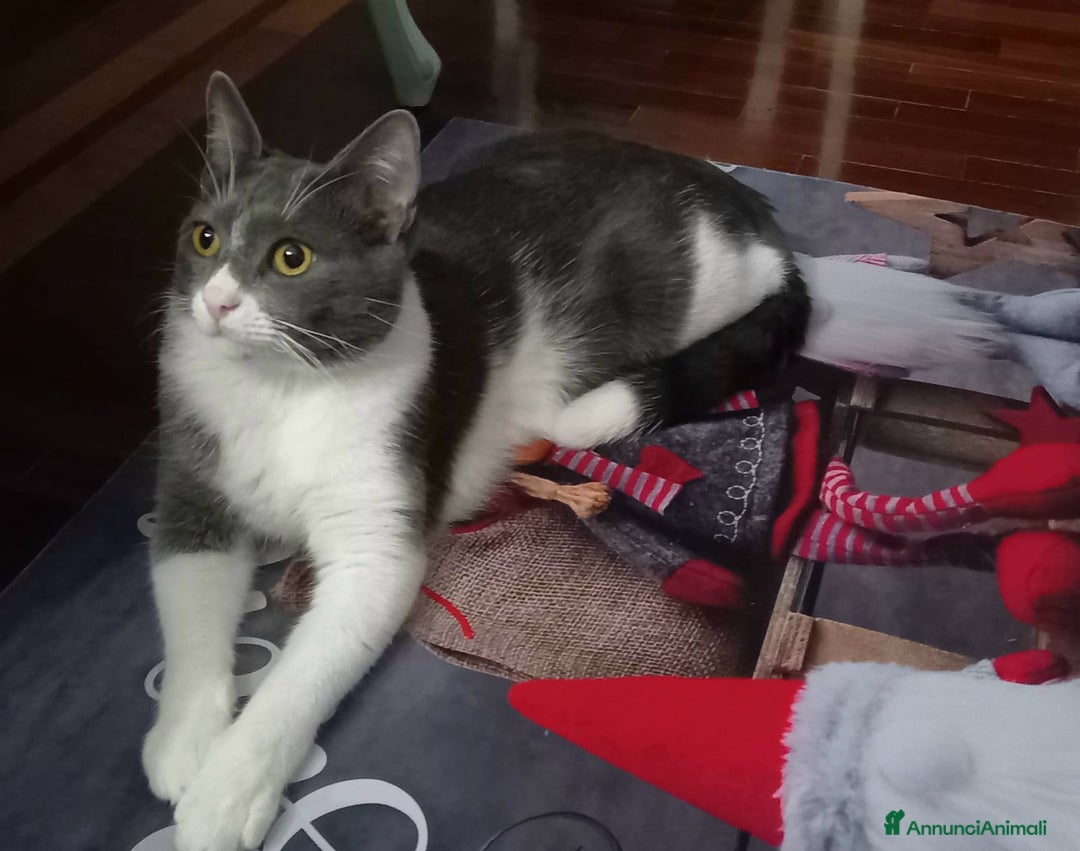 Meticcio gatti in regalo: GATTO DOLCISSIMO  - Annuncio 5