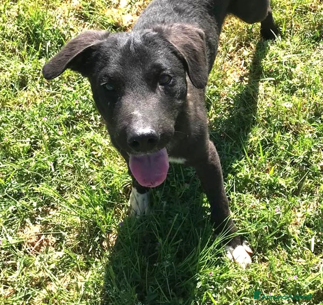 Meticcio cani in regalo: CALIMERO  cucciolo mix shar pei  a Provincia di Latina - Annuncio 1