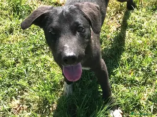 Meticcio cani CALIMERO cucciolo mix shar pei a Provincia di Latina - Annuncio 18