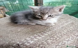 Europeo gatti in regalo: gattini cuccioli 2 mesi e mezzo🖤 - Immagine 3