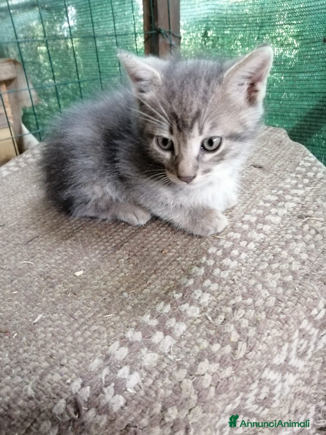 Europeo gatti in regalo: gattini cuccioli 2 mesi e mezzo🖤 - Immagine 3