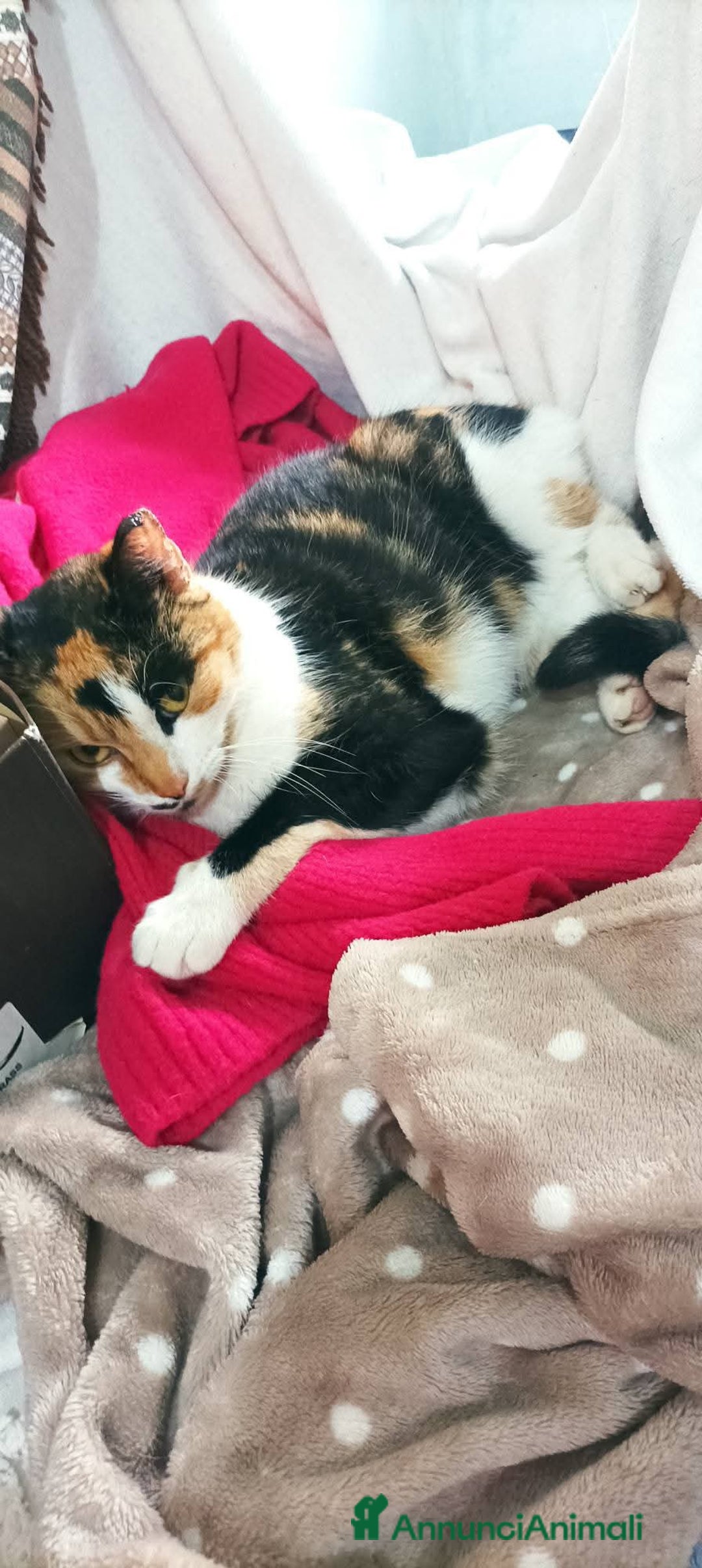 Meticcio gatti in regalo: Cucciola 6 mesi circa, bellissima Talia  - Annuncio 7