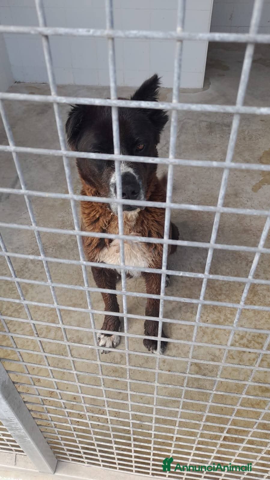 Pastore del Caucaso cani ADOZ.del cuore:3ANNI in canile, tt inutili appelli - Annuncio 34