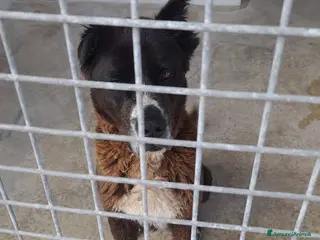 Pastore del Caucaso cani ADOZ.del cuore:3ANNI in canile, tt inutili appelli - Annuncio 1