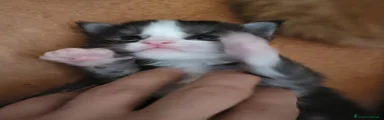 Maine Coon Gattino 3