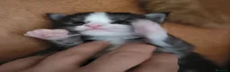 Maine Coon gatti in vendita: Cuccioli di Maine Coon - Annuncio 2