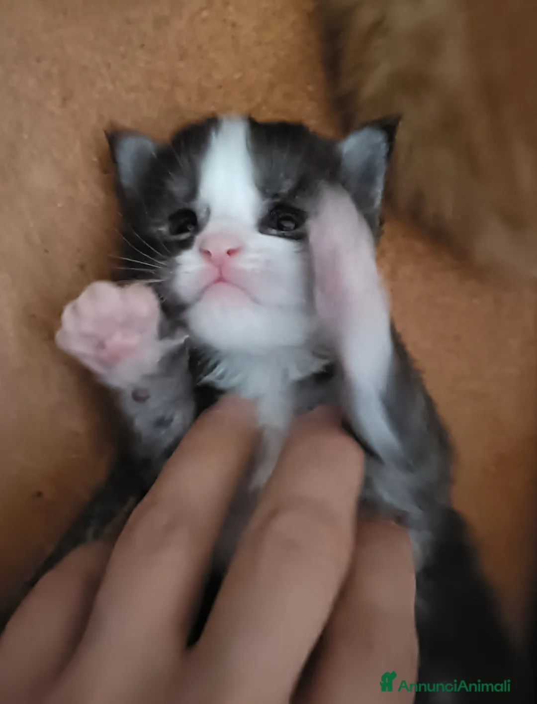 Maine Coon gatti in vendita: Cuccioli di Maine Coon - Annuncio 2