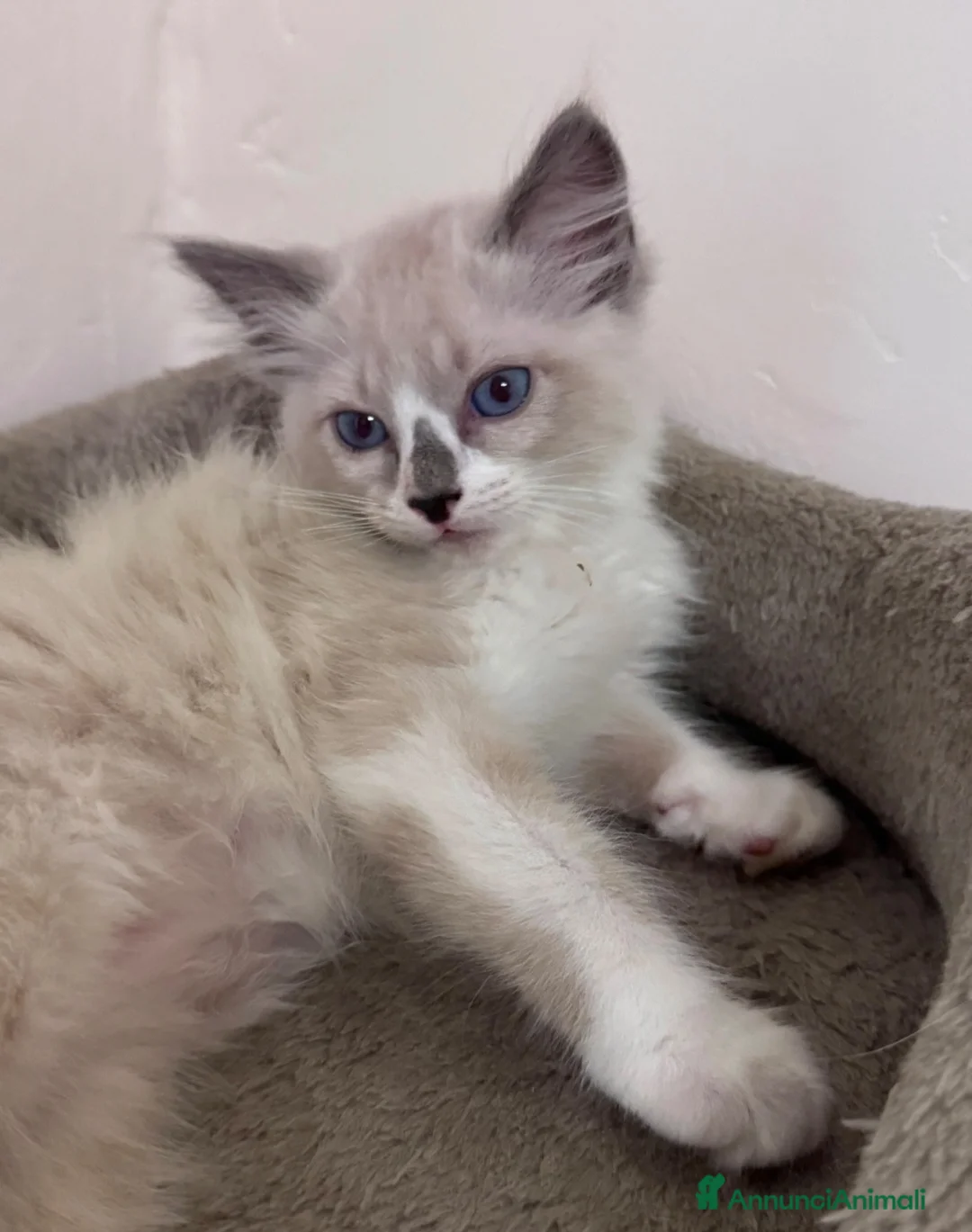 Ragdoll gatti in vendita: Cuccioli di Ragdoll a Città metropolitana di Roma Capitale - Annuncio 2