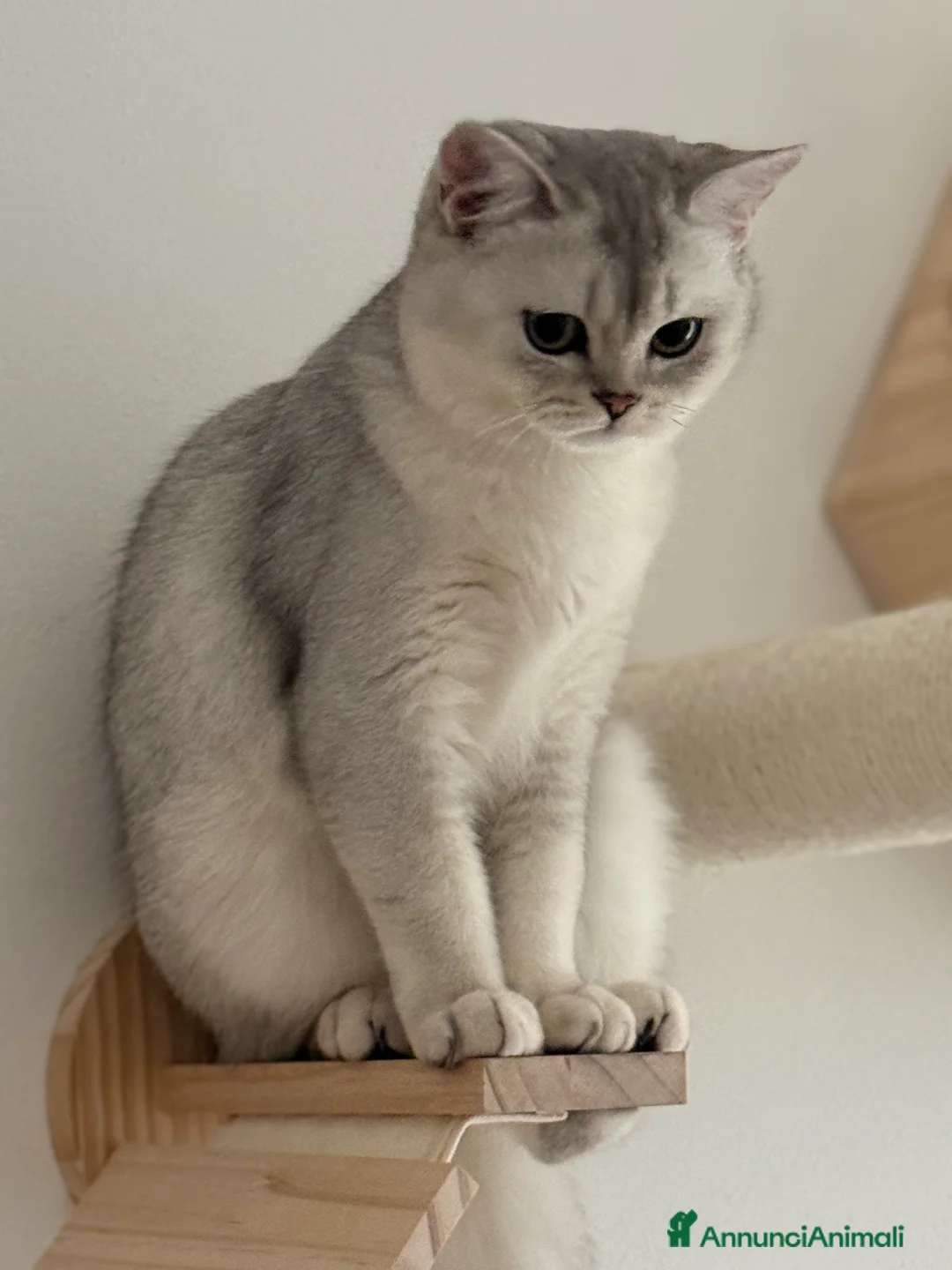 Scottish gatti in vendita: Scottish Straight  - Annuncio 5