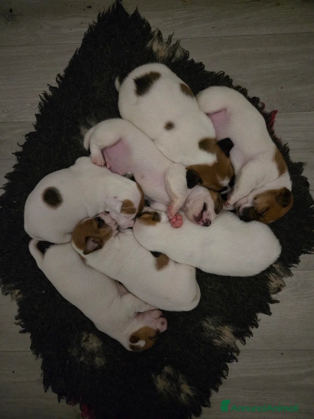 Jack Russell cani in vendita: Cuccioli Jack russell terrier - Annuncio 8