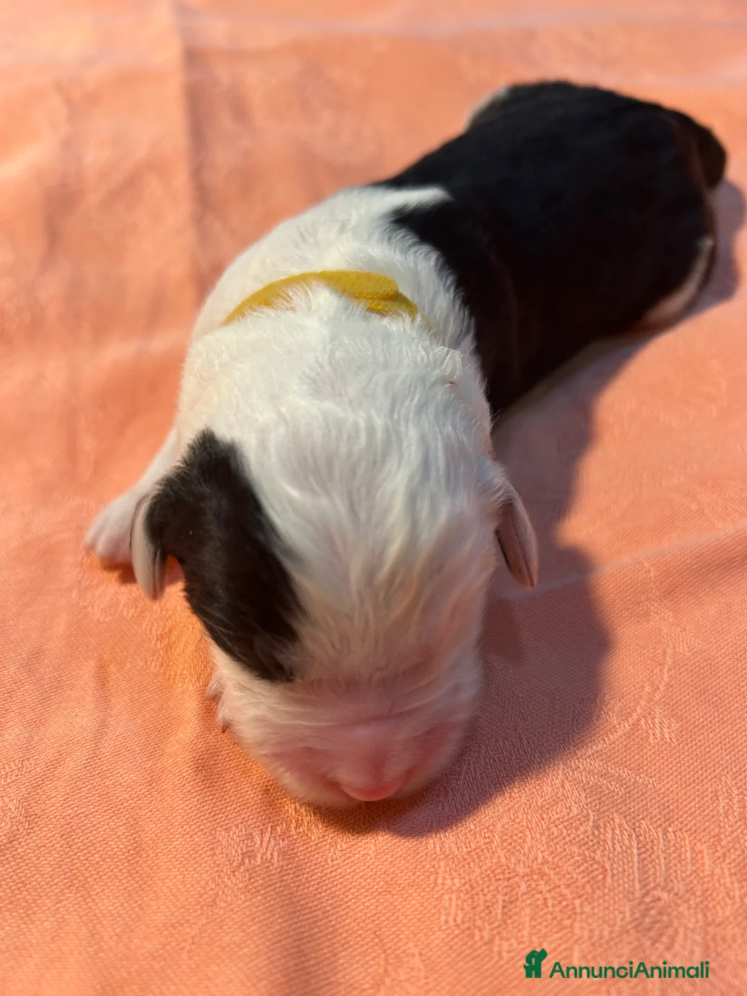 Bobtail cani in vendita: Cuccioli di Bobtail  - Annuncio 19