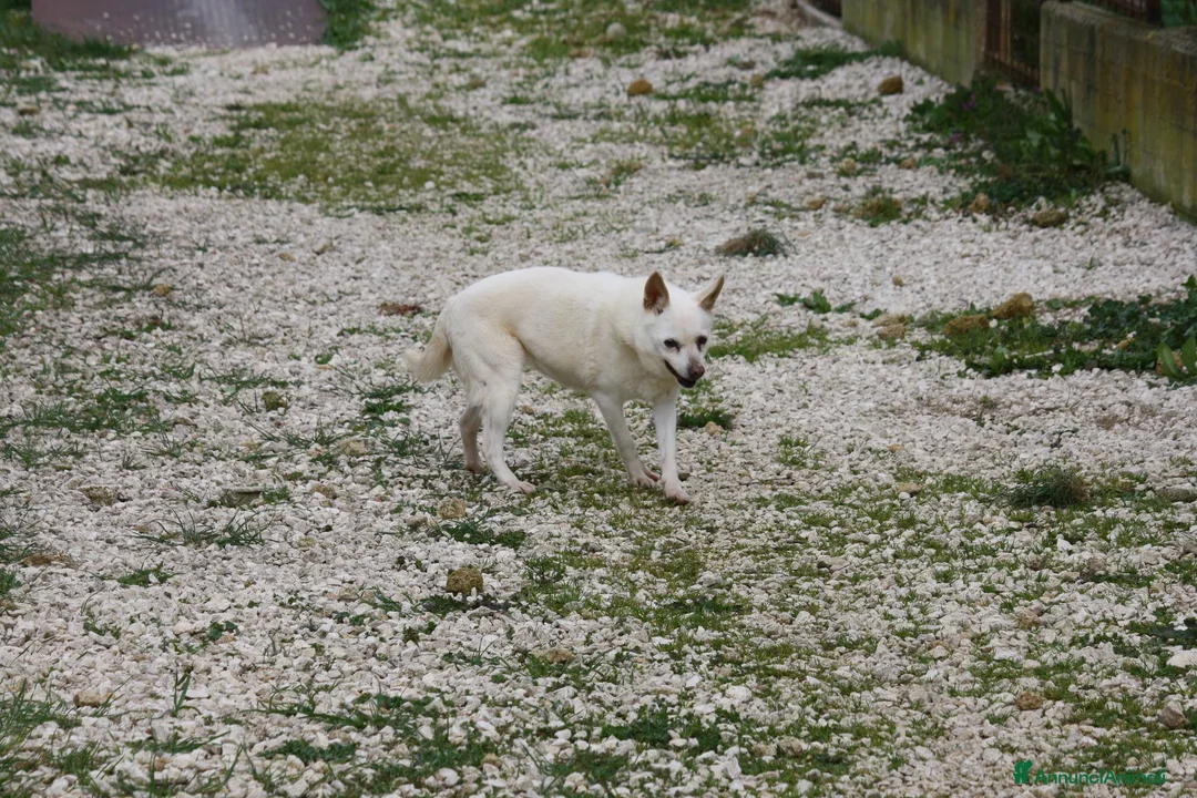 Meticcio cani in regalo: Vania nonnina sprint in adozione  - Annuncio 4
