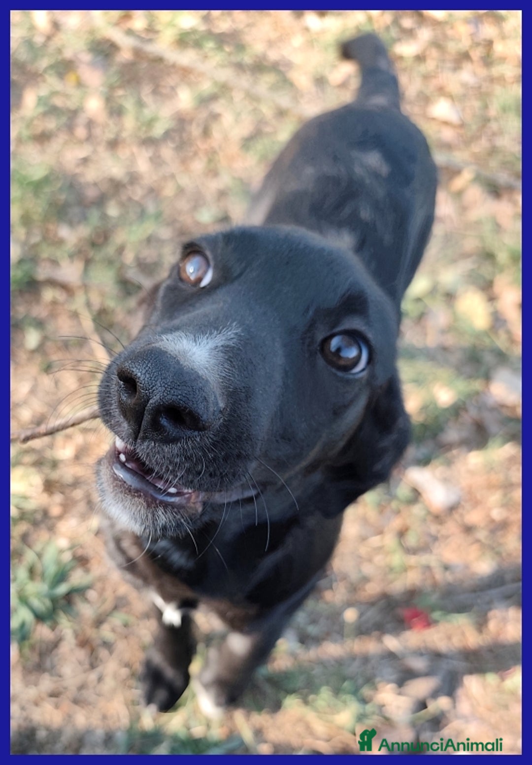 Meticcio cani in regalo: BRENDA, CUCCIOLA 5 MESI RECUPERATA SOTTO IL SOLE  - Annuncio 5