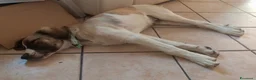 Meticcio cani in regalo: Aslan - Annuncio 6