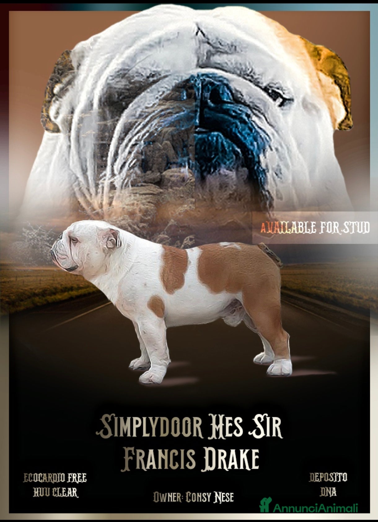 Bulldog cani Bulldog inglese per monta - Annuncio 1